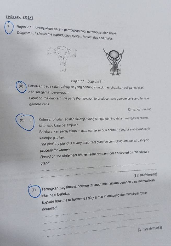 (PERLIS, 2021) 
7 Rajah 7.1 menunjukkan sistem pembiakan bagi perempuan dan lelaki. 
Diagram 7.1 shows the reproductive system for females and males. 
Rajah 7.1 / Diagram 7.1 
(a) Labelkan pada rajah bahagian yang berfungsi untuk menghasilkan sel gamet lelaki 
dan sel gamet perempuan. 
Label on the diagram the parts that function to produce male gamete cells and female 
gamete cells 
[2 markah/marks] 
(b) (i) Kelenjar pituitari adalah kelenjar yang sangat penting dalam mengawal proses 
kitar haid bagi perempuan. 
Berdasarkan pernyataan di atas namakan dua hormon yang dirembeskan oleh 
kelenjar pituitari. 
The pituitary gland is a very important gland in controlling the menstrual cycie 
process for women. 
Based on the statement above name two hormones secreted by the pituitary 
gland. 
_ 
[2 markah/marks] 
(ii) Terangkan bagaimana hormon tersebut memainkan peranan bagi memastikan 
kitar haid berlaku. 
_ 
Explain how these hormones play a role in ensuring the menstrual cycle 
occurred. 
_ 
_ 
[3 markah/marks]