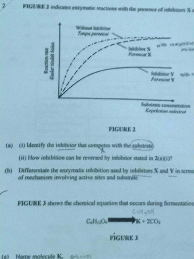 FIGURE 2 indicates enzymatic reactions with the presence of inhibitors % a 

n 
FIGURE 2 
(a) (i) Identify the inhibitor that competes with the substrate, 
(ii) How inhibition can be reversed by inhibitor stated in 2(a)(i) 7 
(b) Differentiate the enzymatic inhibition used by inhibitors X and Y in terms 
of mechanism involving active sites and substrate. 
FIGURE 3 shows the chemical equation that occurs during fermentation
C_6H_12O_6 K+2CO_2
FÍGURE 3 
(a) Name molecule K. Ctnanel