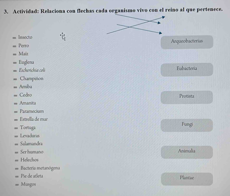 Actividad: Relaciona con flechas cada organismo vivo con el reino al que pertenece. 
Insecto 
Perro Arqueobacterias 
Maíz 
Euglena 
Escherichia coli Eubacteria 
Champiñon 
Amiba 
Cedro Protista 
Amanita 
Paramecium 
Estrella de mar 
Tortuga 
Fungi 
Levaduras 
Salamandra 
Ser humano Animalia 
Helechos 
Bacteria metanógena 
Pie de atleta Plantae 
Musgos