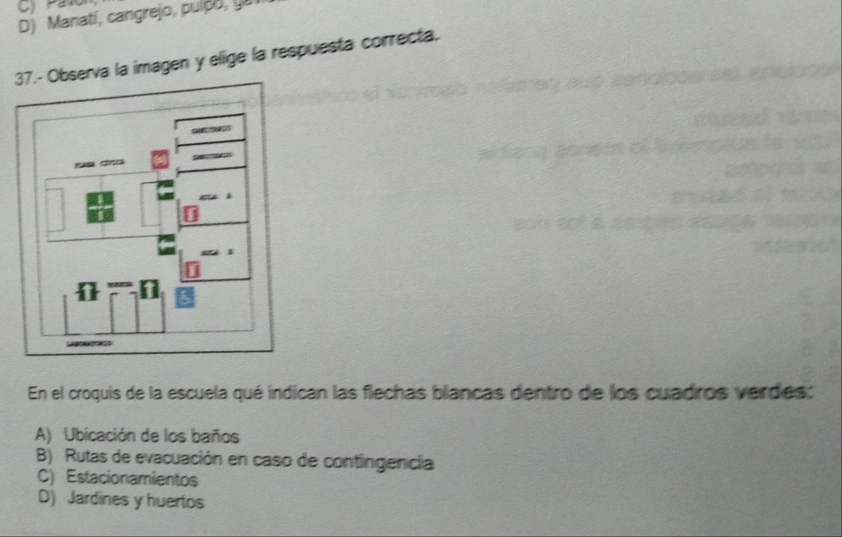 C) Pavo
D) Manatí, cangrejo, pulpo, ya
bserva la imagen y elige la respuesta correcta.
En el croquis de la escuela qué indican las flechas blancas dentro de los cuadros verdes:
A) Ubicación de los baños
B) Rutas de evacuación en caso de contingencía
C) Estacionamientos
D) Jardines y huertos