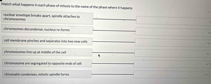 Match what happens in each phase of mitosis to the name of the phase where it happens
nuclear envelope breaks apart, spindle attaches to
chromosomes
□° overline 
chromsomes decondense, nucleus re-forms □ 
x=frac  
cell membrane pinches and separates into two new cells overline 
chromosomes line up at middle of the cell
□ 
□° v'□ , □ □ _  
chromosome are segregated to opposite ends of cell overline 
chromatin condenses, mitotic spindle forms overline □  frac □ □ _circ 