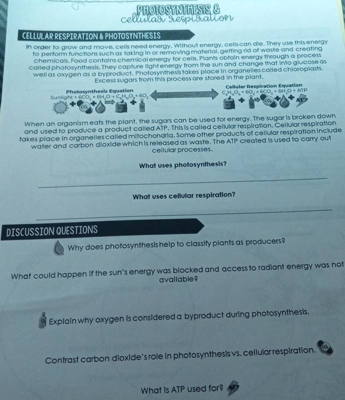 PHOTOSYNTHESIS & 
cellulas sespisation 
CELLULAR RESPIRATION & PHOTOSYNTHESIS 
In order to grow and move, cells need energy. Without energy, celis can die. They use this energy 
to perform functions such as taking in or removing material, getting rid of waste and creating 
chemicals. Food contains chemical energy for cells. Plants obtain energy through a process 
called photosynthesis. They capture light energy from the sun and change that into giucose as 
well as oxygen as a byproduct. Photosynthesis takes place in organelles called chloroplasts. 
Excess sugars from this process are stored in the plant. 
Photosynthesis Equation Cellular Respiration Equation
C_6H_12O_6+6O_2+6CO_3+6H_2O+ATP
Sunligh t+6CO_2+6H_2Oto C_6H_12O_4+6O_2
a 
When an organism eats the plant, the sugars can be used for energy. The sugar is broken down 
and used to produce a product called ATP. This is called cellular respiration. Cellular respiration 
takes place in organelles called mitochondria. Some other products of cellular respiration include 
water and carbon dioxide which is released as waste. The ATP created is used to carry out 
cellular processes. 
What uses photosynthesis? 
What uses cellular respiration? 
DISCUSSION QUESTIONS 
Why does photosynthesis help to classify plants as producers? 
What could happen if the sun's energy was blocked and access to radiant energy was not 
available? 
Explain why oxygen is considered a byproduct during photosynthesis. 
Contrast carbon dioxide's role in photosynthesis vs. cellular respiration. co, 
What is ATP used for?