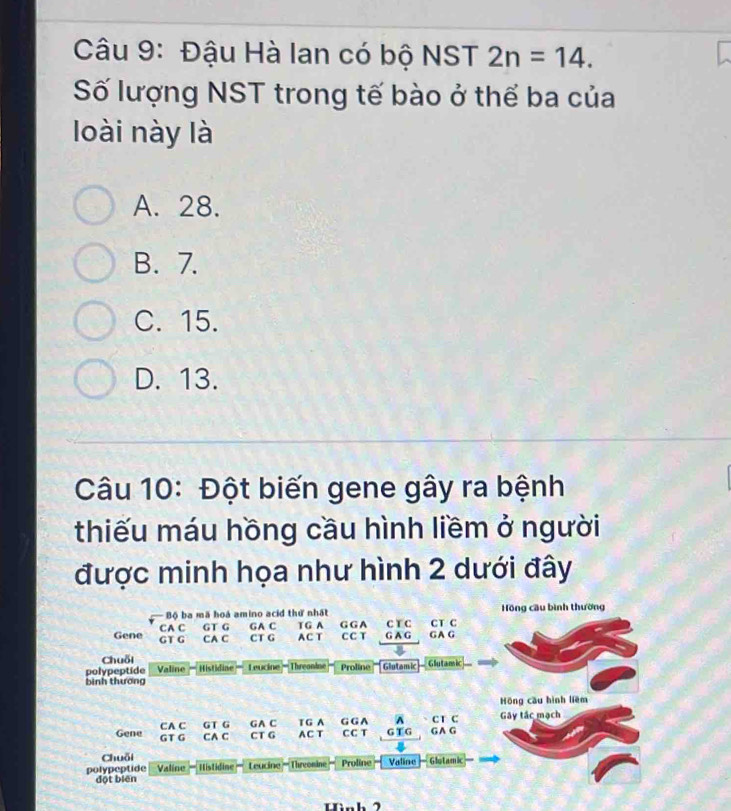 Đậu Hà lan có bộ NST 2n=14. 
Số lượng NST trong tế bào ở thể ba của
loài này là
A. 28.
B. 7.
C. 15.
D. 13.
Câu 10: Đột biến gene gây ra bệnh
thiếu máu hồng cầu hình liềm ở người
được minh họa như hình 2 dưới đây
Bộ ba mã hoá amino acid thứ nhất Hồng cầu bình thường
Gene CA C GT G GA C T G A G GA G A G C T C G A G CT C
GT G CA C CT G A C T C C T
Chuỗi
polypeptide Valine - Histidiae Leucine'Threonine Proline Glutamic Glutamic
bình thương
Hōng cầu hình liêm
Gene CA C G T G G A C T G A G G A 、CT C G AG Gây tác mạch
GT G CA C CT G A C T C C T GTG
Chuỗi
polypeptide Valine Histidine Leucine ''' Threonine Proline Valine — Glotamic
đột biēn
Hìn h 2