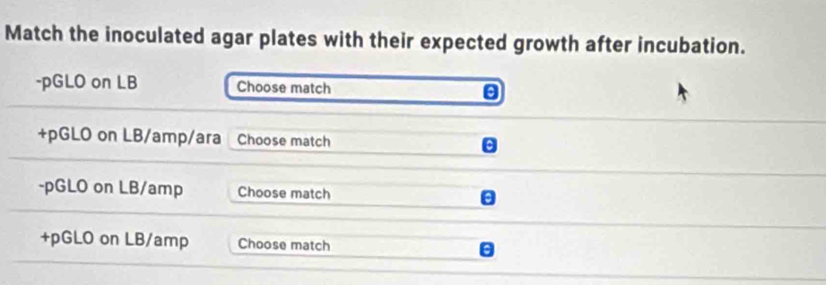 Match the inoculated agar plates with their expected growth after incubation. 
-pGLO on LB Choose match θ
+pGLO on LB/amp/ara Choose match 
-pGLO on LB/amp Choose match
+pGLO on LB/amp Choose match