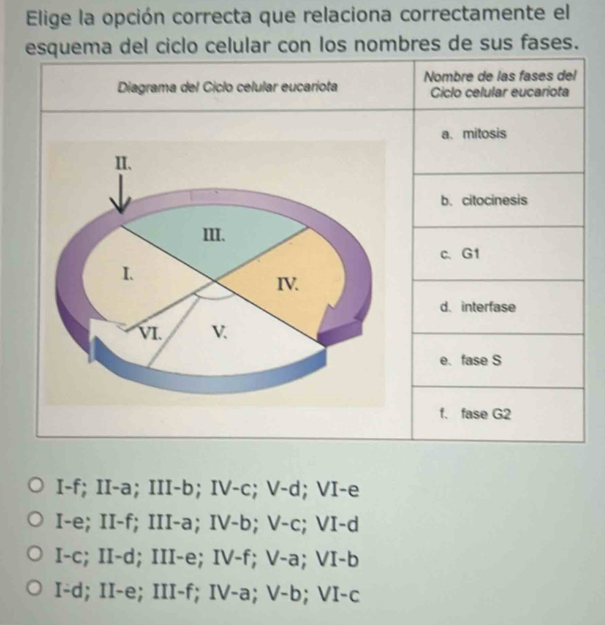 Elige la opción correcta que relaciona correctamente el
esquema del ciclo celular con los nombres de sus fases.
Nombre de las fases del
Ciclo celular eucariota
a、 mitosis
b. citocinesis
c、G1
d. interfase
e. fase S
f. fase G2
1 -f; II-a; III-b; IV-c; V-( ; VI-e
T- e:II-f:III-a : IV-b; V-c . VI-d
I-c; II-d; III-e; IV-f; V-a; VI -t
I-d; II-e; ! III-f; IV-a; V-b; VI-c