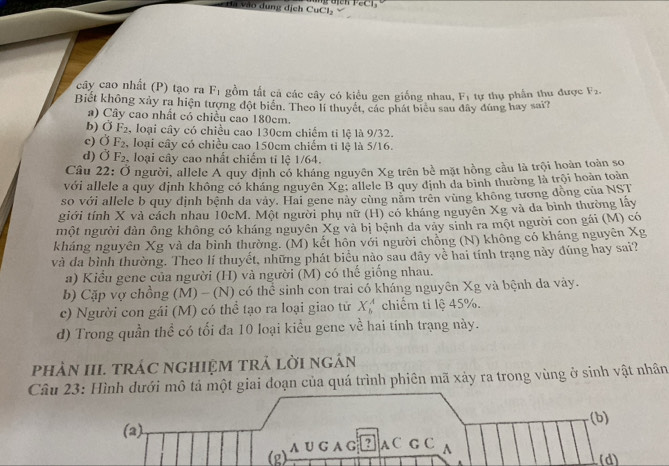 Ha vào dung dịch CuCl₃
cây cao nhất (P) tạo ra F_1 gồm tất cả các cây có kiểu gen giống nhau, Fị tự thụ phần thu được F_2.
Biết không xảy ra hiện tượng đột biển. Theo lí thuyết, các phát biểu sau đây đùng hay sai?
a) Cây cao nhất có chiều cao 180cm.
b) 0 F_2 , loại cây có chiều cao 130cm chiếm ti lệ là 9/32.
c) ( 1 F_2 , loại cây có chiều cao 150cm chiếm ti lệ là 5/16.
d) vector  F_2 loại cây cao nhất chiếm ti lệ 1/64.
Câu 22: Ở người, allele A quy định có kháng nguyên Xg trên bề mặt hồng cầu là trội hoàn toàn so
với allele a quy định không có kháng nguyên Xg; allele B quy định da bình thường là trội hoàn toàn
so với allele b quy định bệnh da vày. Hai gene này cùng năm trên vùng không tương đồng của NST
giới tính X và cách nhau 10cM. Một người phụ nữ (H) có kháng nguyên Xg và da binh thường lấy
một người dàn ông không có kháng nguyên Xg và bị bệnh da vày sinh ra một người con gái (M) có
kháng nguyên Xg và da bình thường. (M) kết hôn với người chồng (N) không có kháng nguyên Xg
và đa bình thường. Theo lí thuyết, những phát biểu nào sau đây về hai tính trạng này đúng hay sai?
a) Kiểu gene của người (H) và người (M) có thế giống nhau.
b) Cặp vợ chồng (M) - (N) có thể sinh con trai có kháng nguyên Xg và bệnh da vày.
c) Người con gái (M) có thể tạo ra loại giao tử X_b^A chiếm ti lệ 45%.
d) Trong quần thể có tối đa 10 loại kiểu gene về hai tính trạng này.
phảN III. tRÁC ngHIệM Trả lời ngắn
Câu 23: Hình dưới mô tả một giai đoạn của quá trình phiên mã xảy ra trong vùng ở sinh vật nhân
(b)
(a)
(g) A U G A G ? A C G C ^
(d)