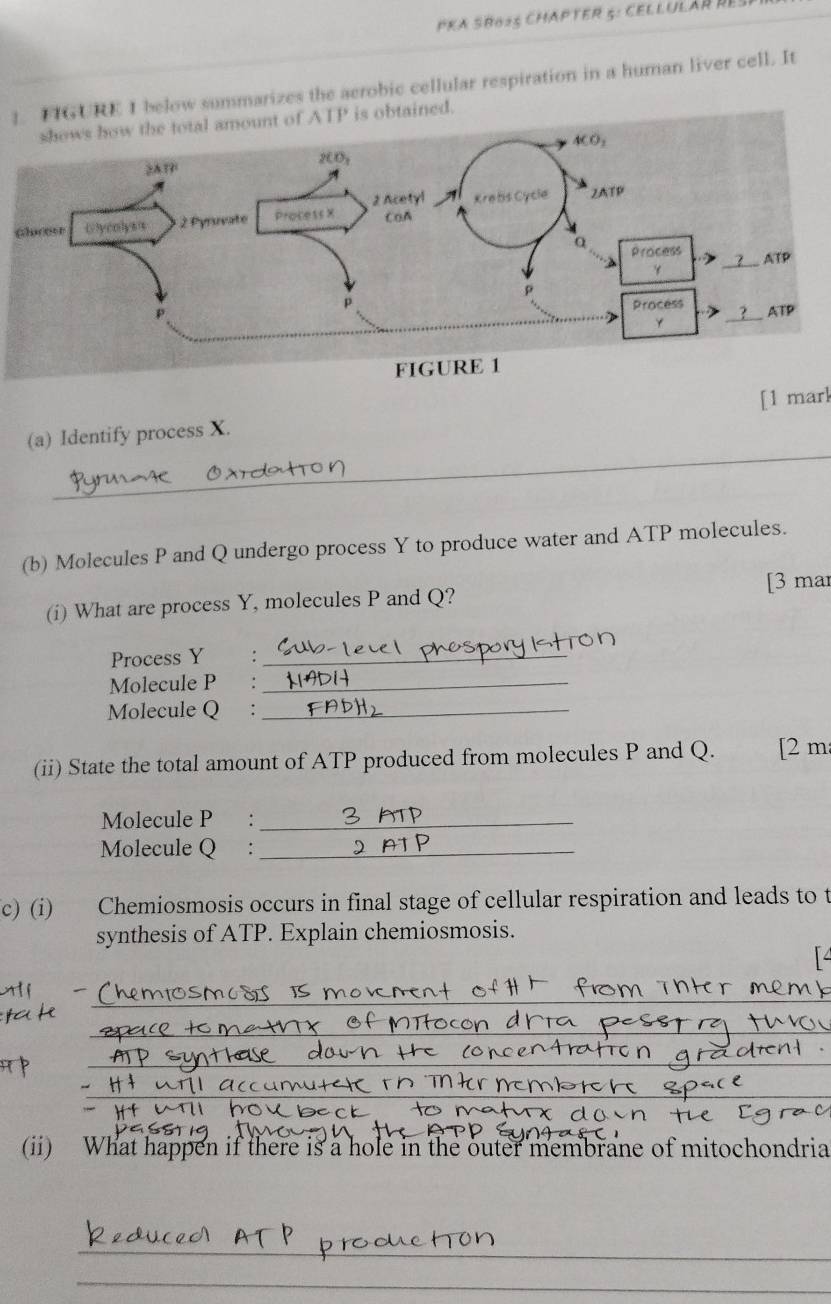 PKa SBo25 chapter 5: Cellulár à
]. FIGURE I below summarizes the aerobic cellular respiration in a human liver cell. It
shows how the total amount of ATP is obtained.
[1 marl
_
(a) Identify process X.
(b) Molecules P and Q undergo process Y to produce water and ATP molecules.
(i) What are process Y, molecules P and Q? [3 mar
Process Y :_
Molecule P_
Molecule Q :_
(ii) State the total amount of ATP produced from molecules P and Q.   म [2 m
Molecule P :_
Molecule Q :_
c) (i) Chemiosmosis occurs in final stage of cellular respiration and leads to t
synthesis of ATP. Explain chemiosmosis.
_
_
_
_
(ii) What happen if there is a hole in the outer membrane of mitochondria
_
_