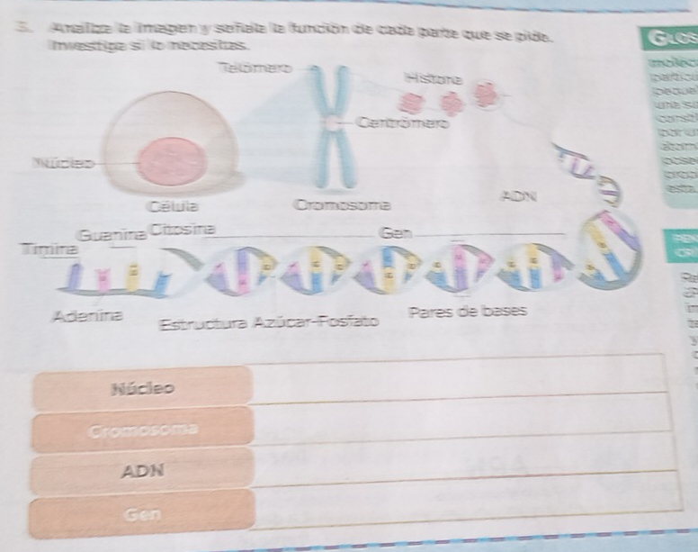 Ea Analiza la imagen y señala la función de cada parte que se pida. 
Investipa sí ío mecestas. Glos 
molec 
cac 
beaut 
s 
Adenina Estructura Azúcar-Fosfato 
Núcleo 
Cromosoma 
ADN 
Gen