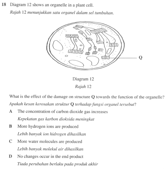 Diagram 12 shows an organelle in a plant cell.
Rajah 12 menunjukkan satu organel dalam sel tumbuhan.
What is the effect of the damage on structure Q towards the function of the organelle?
Apakah kesan kerosakan struktur Q terhadap fungsi organel tersebut?
A The concentration of carbon dioxide gas increases
Kepekatan gas karbon dioksida meningkat
B More hydrogen ions are produced
Lebih banyak ion hidrogen dihasilkan
C More water molecules are produced
Lebih banyak molekul air dihasilkan
D No changes occur in the end product
Tiada perubahan berlaku pada produk akhir