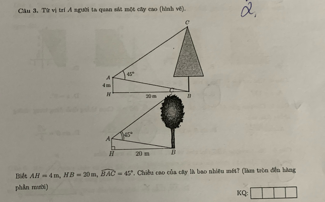 Từ vị trí A người ta quan sát một cây cao (hình vẽ).
C
A 45°
4 m
C
H
20 m B
45°
A
H 20 m B
Biết AH=4m, HB=20m, widehat BAC=45°. Chiều cao của cây là bao nhiêu mét? (làm tròn đến hàng 
phần mười) KQ: