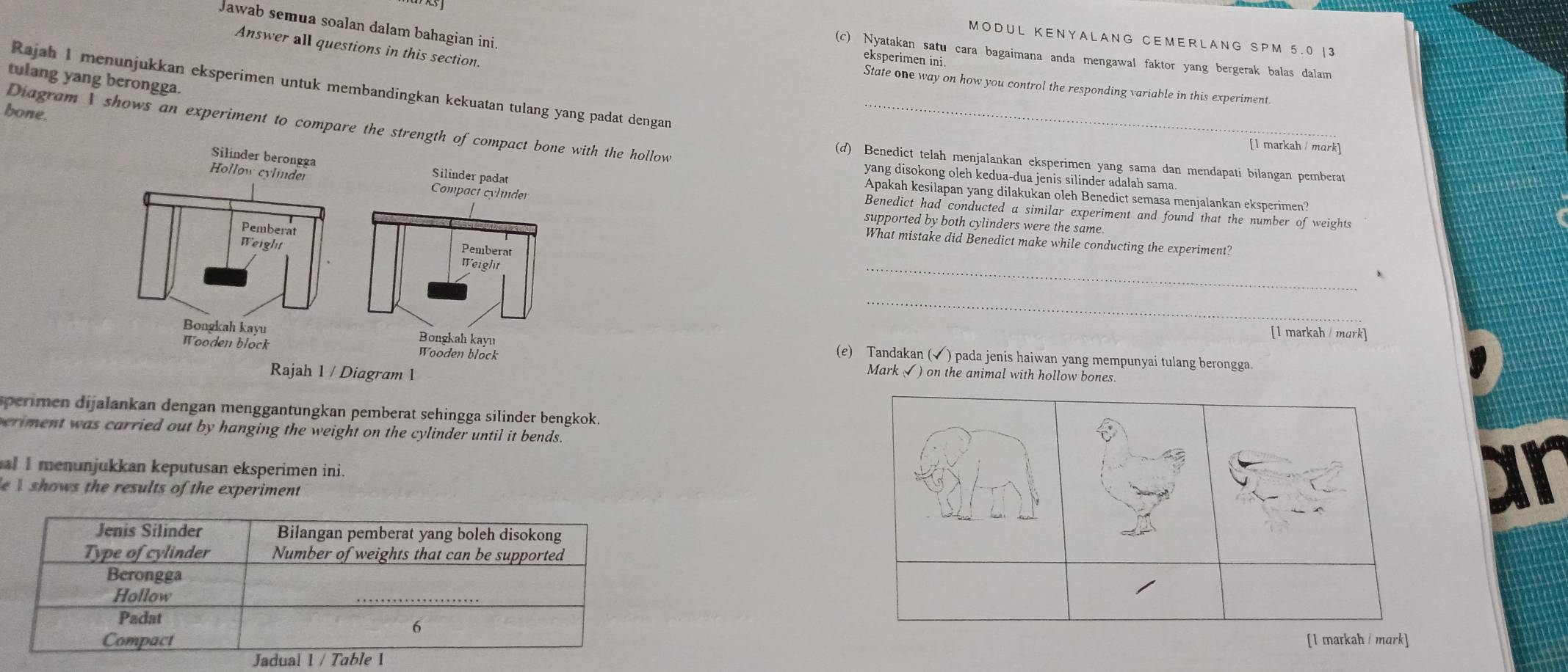 Jawab semua soalan dalam bahagian ini. 
MODUL KENYALANG CEMERLANG SPM 5.0 |3 
Answer all questions in this section. 
(c) Nyatakan satu cara bagaimana anda mengawal faktor yang bergerak balas dalam 
eksperimen ini. 
tulang yang berongga. 
Rajah I menunjukkan eksperimen untuk membandingkan kekuatan tulang yang padat dengan 
State one way on how you control the responding variable in this experiment. 
bone. 
Diagram I shows an experiment to compare the strength the hollow_ 
[1 markah / mark] 
(d) Benedict telah menjalankan eksperimen yang sama dan mendapati bilangan pemberat 
yang disokong oleh kedua-dua jenis silinder adalah sama. 
Apakah kesilapan yang dilakukan oleh Benedict semasa menjalankan eksperimen? 
Benedict had conducted a similar experiment and found that the number of weights 
supported by both cylinders were the same. 
What mistake did Benedict make while conducting the experiment? 
_ 
_ 
[l markah / mark] 
(e) Tandakan (√) pada jenis haiwan yang mempunyai tulang berongga 
Mark () on the animal with hollow bones. 
sperimen dijalankan dengan menggantungkan pemberat sehingga silinder bengkok. 
eriment was carried out by hanging the weight on the cylinder until it bends. 
a menunjukkan keputusan eksperimen ini. 
e shows the results of the experiment 
ar