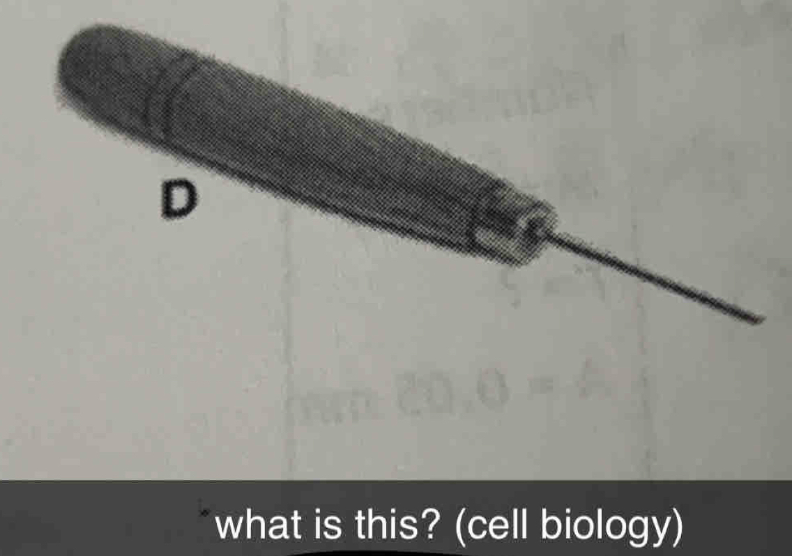 what is this? (cell biology)