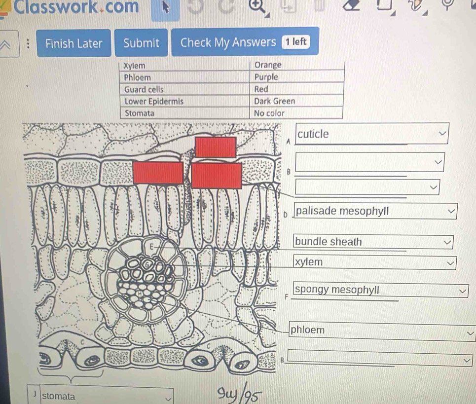 Classwork. com 
Finish Later Submit Check My Answers 1 left 
cuticle _  
□ 
□ 
palisade mesophyll v
bundle sheath v
xylem v
spongy mesophyll v
hloem 
[][] 
_  
」 stomata 
Iw 95