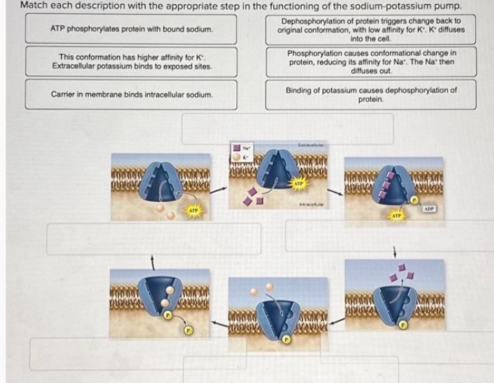 Match each description with the appropriate step in the functioning of the sodium-potassium pump.
Dephosphorylation of protein triggers change back to
ATP phosphorylates protein with bound sodium. original conformation, with low affinity for K *. K * diffuses
into the cell.
This conformation has higher affinity for K '. Phosphorylation causes conformational change in
Extracellular potassium binds to exposed sites. protein, reducing its affinity for Na". The Na* then
diffuses out
Carrier in membrane binds intracellular sodium. Binding of potassium causes dephosphorylation of
protein.