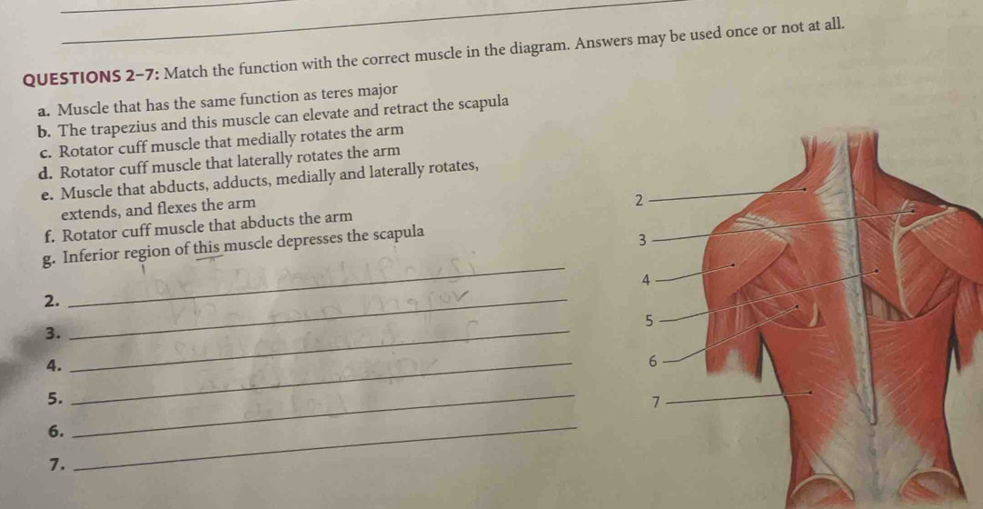 QUESTIONS 2-7: Match the function with the correct muscle in the diagram. Answers may be used once or not at all. 
a. Muscle that has the same function as teres major 
b. The trapezius and this muscle can elevate and retract the scapula 
c. Rotator cuff muscle that medially rotates the arm 
d. Rotator cuff muscle that laterally rotates the arm 
e. Muscle that abducts, adducts, medially and laterally rotates, 
extends, and flexes the arm 
f. Rotator cuff muscle that abducts the arm 
g. Inferior region of this muscle depresses the scapula 
2._ 
_ 
3._ 
4. 
5. 
_ 
6. 
_ 
7. 
_