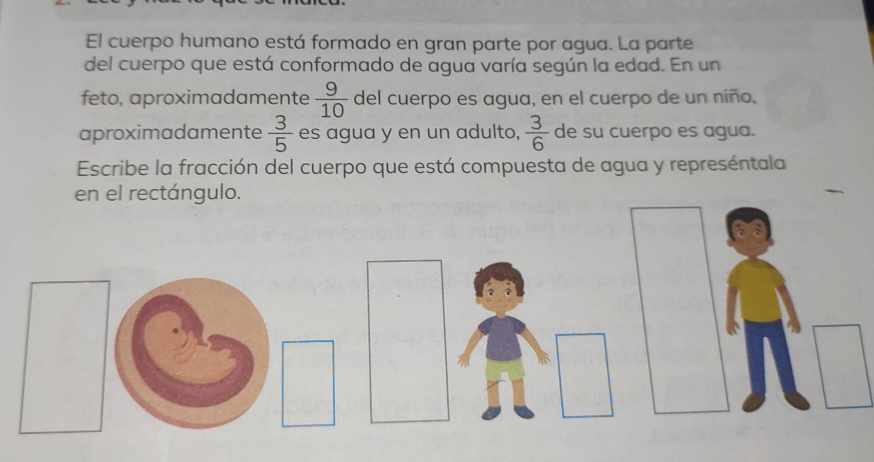 El cuerpo humano está formado en gran parte por agua. La parte 
del cuerpo que está conformado de agua varía según la edad. En un 
feto, aproximadamente  9/10  del cuerpo es agua, en el cuerpo de un niño, 
aproximadamente  3/5  es agua y en un adulto,  3/6  de su cuerpo es agua. 
Escribe la fracción del cuerpo que está compuesta de agua y represéntala 
en el rectángulo.