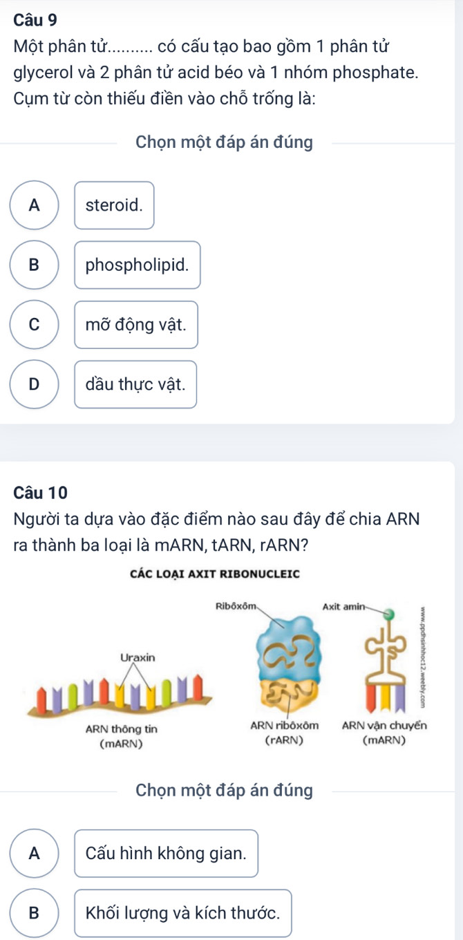 Một phân tử.......... có cấu tạo bao gồm 1 phân tử
glycerol và 2 phân tử acid béo và 1 nhóm phosphate.
Cụm từ còn thiếu điền vào chỗ trống là:
Chọn một đáp án đúng
A steroid.
B phospholipid.
C mỡ động vật.
D dầu thực vật.
Câu 10
Người ta dựa vào đặc điểm nào sau đây để chia ARN
ra thành ba loại là mARN, tARN, rARN?
CÁC LOAI AXIT RIBONUCLEIC
Chọn một đáp án đúng
A Cấu hình không gian.
B Khối lượng và kích thước.