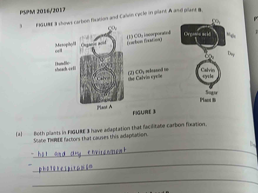 PSPM 2016/2017
1 FIGURE 3 shows carbon fixation and Calvin cycle in plant A and plant B.
P
2
(a) Both plants in FIGURE 3 have adaptation that facilitate carbon fixation.
State THREE factors that causes this adaptation.
_
_
_