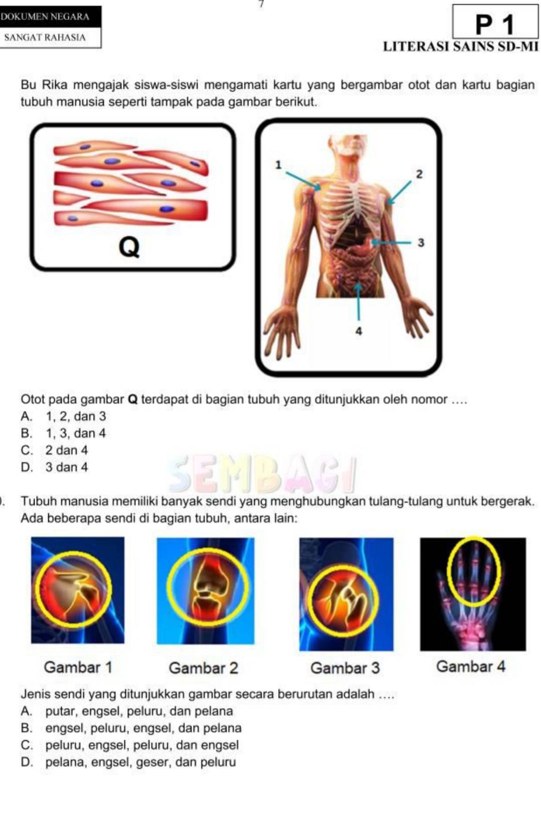 DOKUMEN NEGARA
SANGAT RAHASIA
P 1
LITERASI SAINS SD-MI
Bu Rika mengajak siswa-siswi mengamati kartu yang bergambar otot dan kartu bagian
tubuh manusia seperti tampak pada gambar berikut.
Q
Otot pada gambar Q terdapat di bagian tubuh yang ditunjukkan oleh nomor ....
A. 1, 2, dan 3
B. 1, 3, dan 4
C. 2 dan 4
D. 3 dan 4
SEMBAGI
. Tubuh manusia memiliki banyak sendi yang menghubungkan tulang-tulang untuk bergerak.
Ada beberapa sendi di bagian tubuh, antara lain:
Gambar 1 Gambar 2 Gambar 3 Gambar 4
Jenis sendi yang ditunjukkan gambar secara berurutan adalah ....
A. putar, engsel, peluru, dan pelana
B. engsel, peluru, engsel, dan pelana
C. peluru, engsel, peluru, dan engsel
D. pelana, engsel, geser, dan peluru