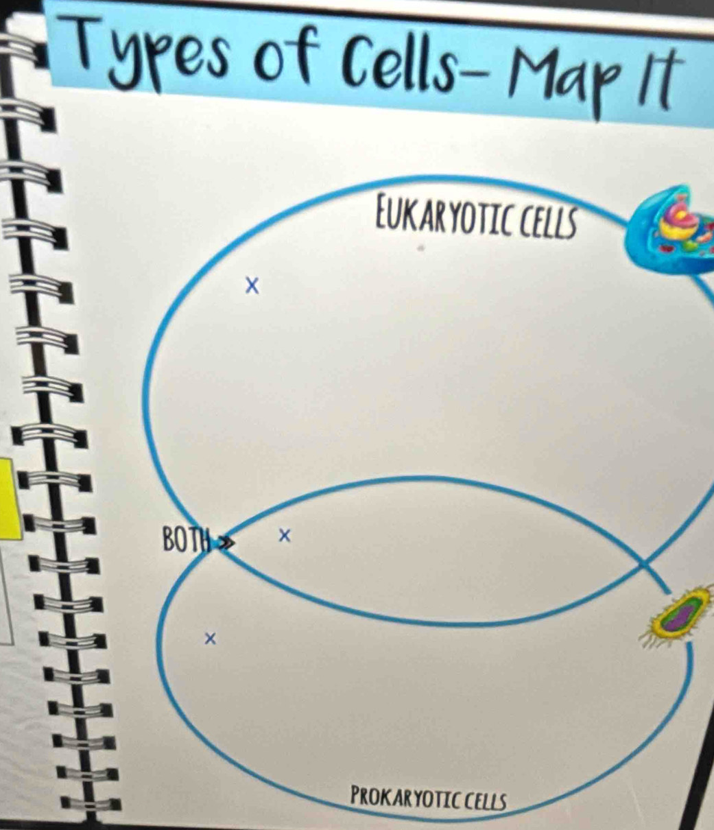 Prokaryotic cells