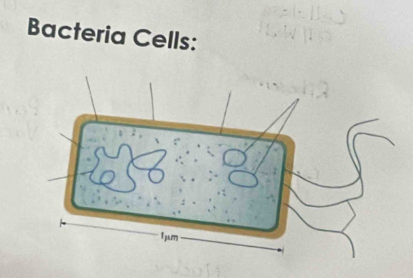 Bacteria Cells: