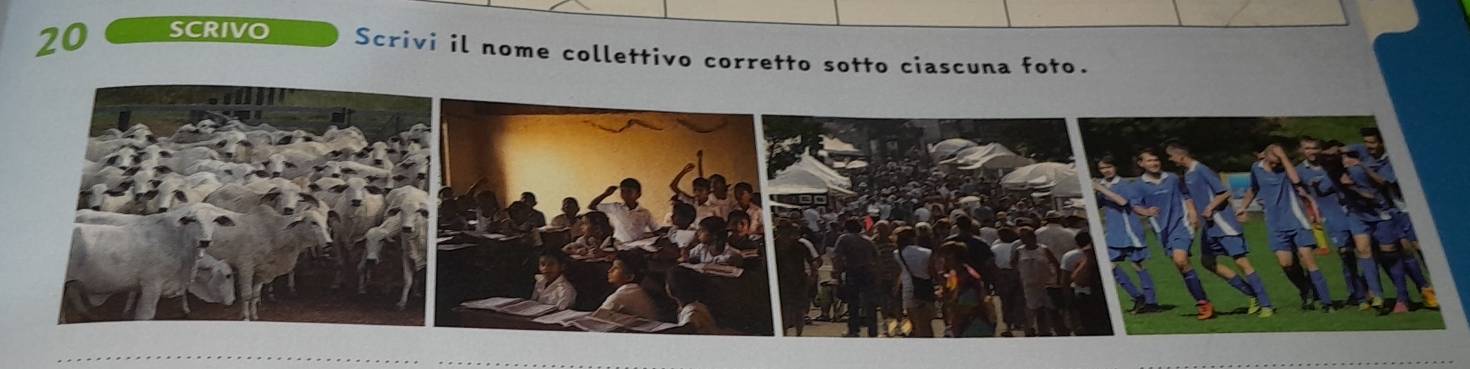 SCRIVO Scrivi il nome collettivo corretto sotto ciascuna foto.