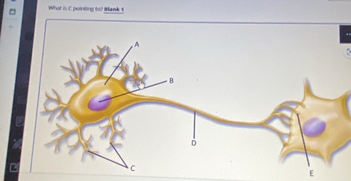 What is C pointing to? Blank 1 
E