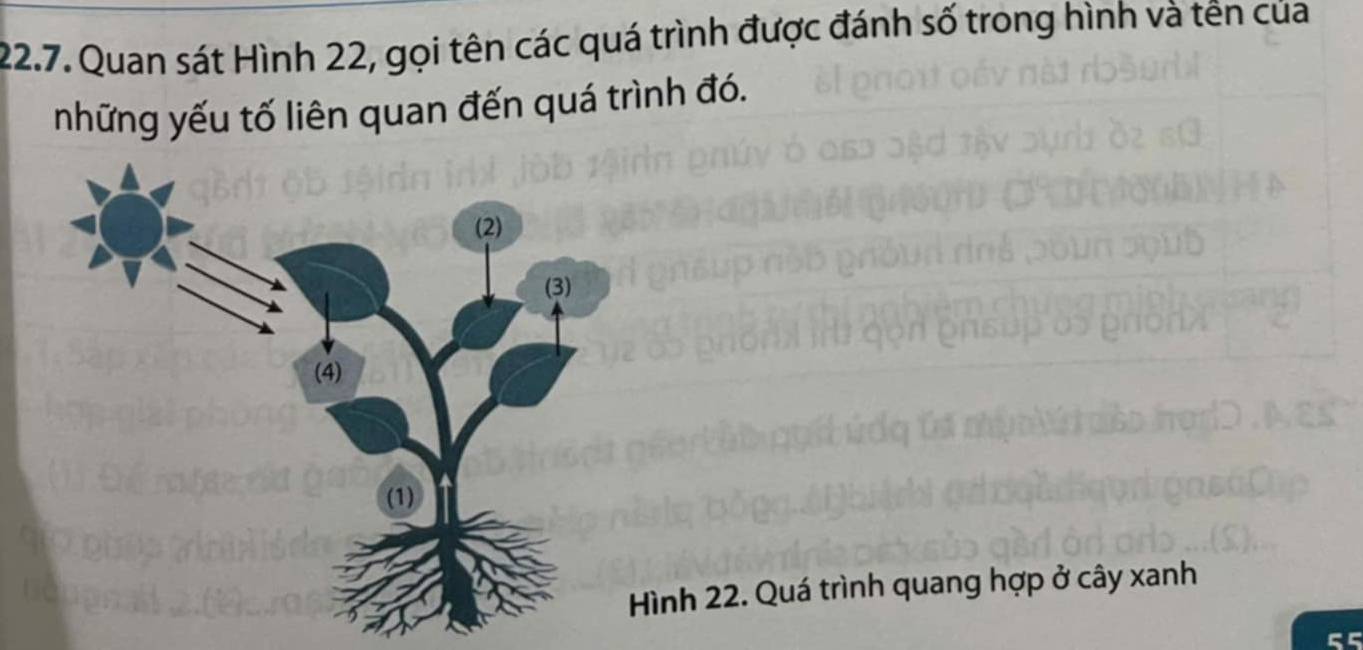 Quan sát Hình 22, gọi tên các quá trình được đánh số trong hình và tên của 
những yếu tố liên quan đến quá trình đó. 
ình 22. Quá trình quang hợp ở cây xanh
55