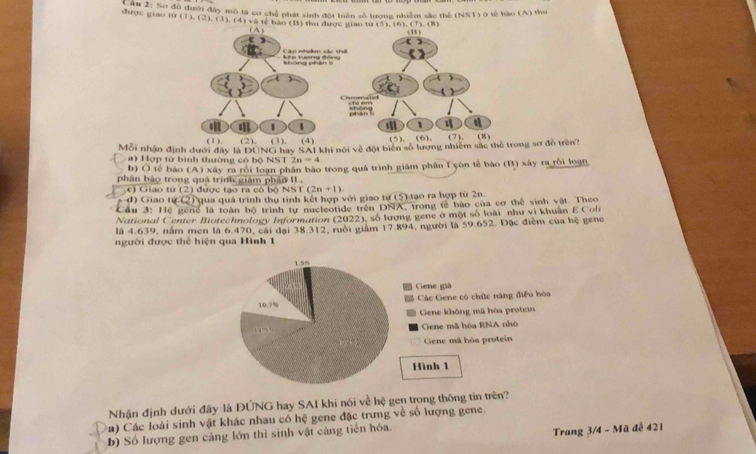 được giao tứ (  Cầu 2: Sơ đồ đưới đây mộ tả cơ chế phát sinh đột biển số lượng nhiềm sắc thể (NST) ở tế bào (A) thu
(1),(2),(3),(4)vee a tể báo (B) thu được giao từ (5),(6),(7),(8)
Mỗi nhận định dưới đây là DUNG hay SAI khi nói về đột biển số lượng nhiêm sắc thể trong sơ đồ trên?
) Hợp tử bình thường có bộ NST 2n=4
b) Ở tế bảo (A) xây ra rồi loạn phân bào trong quá trình giám phân T còn tế bào (B) xây ra rồi loạn
phân bảo trong quá trình giảm phâp II
c) Giao tứ (2) được tạo ra có bộ M surd ST(2n+1)
d) Giao tử (2) qua quả trình thu tỉnh kết hợp với giao tử (5) tạo ra hợp tử 2n.
Cầu 3: Hệ gene là toàn bộ trình tự nucleotide trên DNA, trong tế bào của cơ thể sinh vật. Theo
National Center Biotechnology Information (2022), số lượng gene ở một số loài như vi khuẩn E Coli
là 4.639, năm men là 6.470, cái dại 38.312, ruồi giảm 17.894, người là 59.652. Đặc điểm của hệ gene
người được thể hiện qua Hình 1
1.5%
Gene giả
10.7% Các Gene có chức năng điều hòa
Gene không mã hóa protein
Gene mã hóa RNA nhó
Gene mã hỏa protein
Hình 1
Nhận định dưới đây là ĐÚNG hay SAI khi nói về hệ gen trong thông tin trên?
Ca) Các loài sinh vật khác nhau có hệ gene đặc trưng về số lượng gene.
b) Số lượng gen cảng lớn thì sinh vật càng tiến hóa.
Trang 3/4 - Mã đề 421