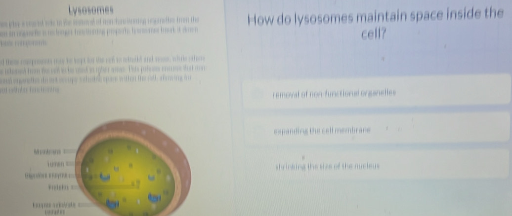 How do lysosomes maintain space inside the
cell?
removal of non-functional organelles
h ce l e brane
shrinking the size of the nucleus