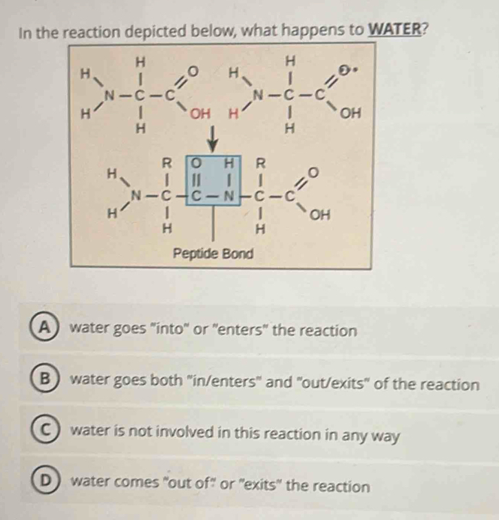 In the reaction depicted below, what happens to WATER?
A) water goes "into' or "enters" the reaction
B) water goes both ''in/enters' and "out/exits" of the reaction
C ) water is not involved in this reaction in any way
D water comes "out of" or "exits" the reaction