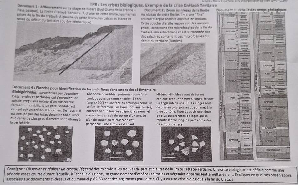 TP8 : Les crises biologiques. Exemple de la crise Crétacé Tertiaire
Document 1 : Affleurement sur la plage de Bidart (Sud-Ouest de la France - Document 2 : Zoom au niveau de la limite  
Pays basque). La limite Crétacé-Tertiaire. À droite de cette limite, les marnes Au niveau de cette limite, il y a une "fine" 
grises de la fin du crétacé. À gauche de cette limite, les calcaires blancs et couche d'argile sombre enrichie en iridium.
roses du début du tertiaire (ou ère cénozoïque). 
Cette couche d'argile repose sur des marnes
grises, contenant des microfossiles de la fin du
Crétacé (Maastrichtien) et est surmontée par 
des calcaires contenant des microfossiles du
début du tertiaire (Danien)
Document 4 : Planche pour identification de foraminifères dans une roche sédimentaire
*  Gobigérinidés : caractérisés par de petites   Globotruncanidés : présentent une face  Hétérohélicidés : sont de forme
loges rondes et perforées qui s'enroulent en
spirale irrégulière autour d'un axe central conique avec un sommet aplati, l’apex conique avec un sommet, l’apex, faisant . Les loges sont
(angle> 90°) et une face en creux qui cerne un un angle inférieur 390°
formant un ombilic. D'un côté l'ombilic est orifice, le foramen. Les loges sont anguleuses, de plus en plus grosses du sommet à la
occupé par un orifice, le foramen. De l’autre, il bordées par un bourrelet épais, la carène, et base du cône. Il peut y avoir une, deux 
est occupé par des loges de petite taille, alors s’enroulent en spirale autour d’un axe. Le ou plusieurs rangées de loges qui se
que celles de plus gros diamètre sont situées à plan de coupe au microscope est répartissent le long, de part et d'autre
la périphérie. perpendiculaire aux vues du haut. ou autour de l'axe. 
Consigne : Observer et réaliser un croquis légendé des microfossiles trouvés de part et d'autre de la limite Crétacé-Tertiaire. Une crise biologique est définie comme une
période assez courte durant laquelle, à l'échelle du globe, un grand nombre d'espèces animales et végétales disparaissent simultanément. Expliquer en quoi vos observations
associées aux documents ci-dessus et du manuel p.82-83 sont des arguments pour dire qu'il y a eu une crise biologique à la fin du Crétacé.