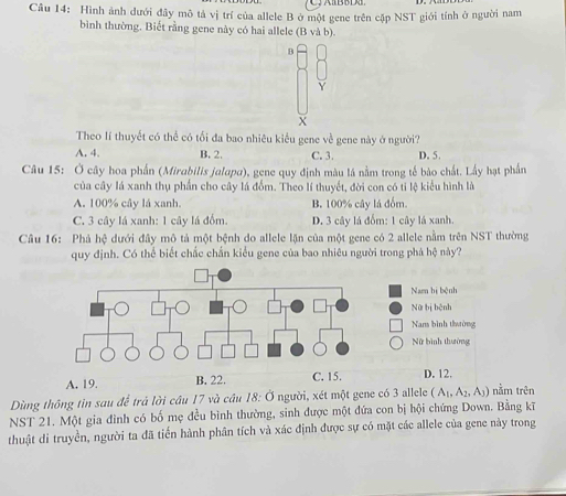 Hình ảnh dưới đây mô tả vị trí của allele B ở một gene trên cập NST giới tính ở người nam
bình thường. Biết rằng gene này có hai allele (B và b).
B
Y
X
Theo lí thuyết có thể có tối đa bao nhiêu kiểu gene về gene này ở người?
A. 4. B. 2. C. 3. D. 5.
Câu 15: Ở cây hoa phần (Mirabilis jalapa), gene quy định màu lá nằm trong tế bào chất. Lấy hạt phần
của cây lá xanh thụ phần cho cây lá đốm. Theo lí thuyết, đời con có tỉ lệ kiểu hình là
A. 100% cây lá xanh. B. 100% cây lá đồm.
C. 3 cây lá xanh: 1 cây lá đồm. D. 3 cây lá đốm: 1 cây lá xanh.
Câu 16: Phả hệ đưới đây mô tả một bệnh do allele lặn của một gene có 2 allele nằm trên NST thường
quy định. Có thể biết chắc chấn kiểu gene của bao nhiêu người trong phá hệ này?
Nam bị bệnh
Nữ bị bệnh
Nam bình thường
Nữ bình thường
A. 19. B. 22. C. 15. D. 12.
Dùng thông tin sau để trả lời cầu 17 và cầu 18: Ở người, xét một gene có 3 allele (A_1, A_2, A_3) nằm trên
NST 21. Một gia đình có bố mẹ đều bình thường, sinh được một đứa con bị hội chứng Down. Bằng kĩ
thuật di truyền, người ta đã tiến hành phân tích và xác định được sự có mặt các allele của gene này trong