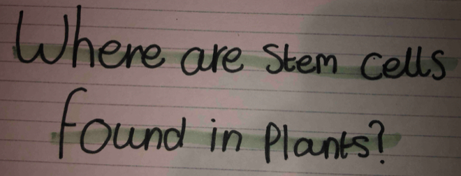 Where are stem cells 
found in Planes?