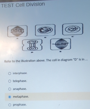 TEST Cell Division
c
e
Refer to the illustration above. The cell in diagram "D" is in ...
interphase.
telophase.
anaphase.
metaphase.
prophase.