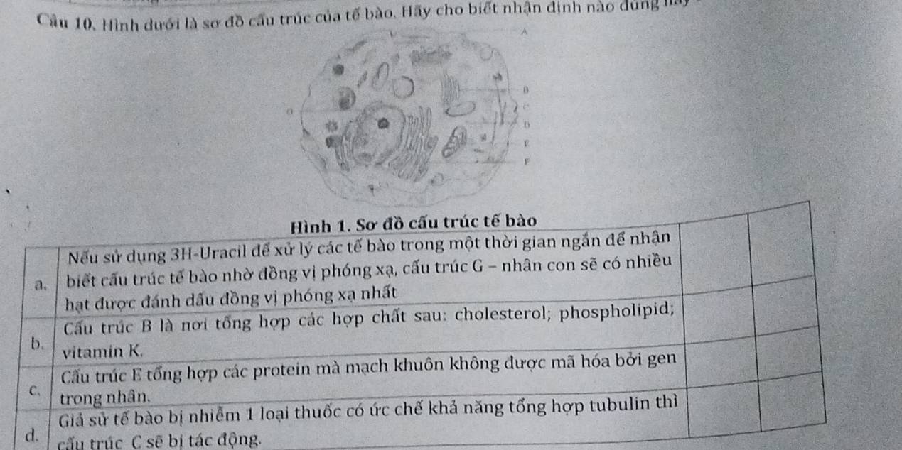 Cầu 10. Hình dưới là sơ đồ cấu trúc của tế bào. Hãy cho biết nhận định nào đung ' 
ình 1. Sơ đồ cấu trúc tế bào
Nếu sử dụng 3H -Uracil để xử lý các tế bào trong một thời gian ngắn để nhận
a. biết cấu trúc tế bào nhờ đồng vị phóng xạ, cấu trúc G - nhân con sẽ có nhiều
hạt được đánh dấu đồng vị phóng xạ nhất
Cầu trúc B là nơi tống hợp các hợp chất sau: cholesterol; phospholipid;
b. vitamin K.
Cấu trúc E tổng hợp các protein mà mạch khuôn không được mã hóa bởi gen
C. trong nhân.
Giả sử tế bào bị nhiễm 1 loại thuốc có ức chế khả năng tổng hợp tubulin thì
d. tấu trúc C sẽ bị tác động.