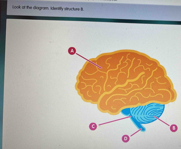 Solved: Look at the diagram. Identify structure B. [Chemistry]