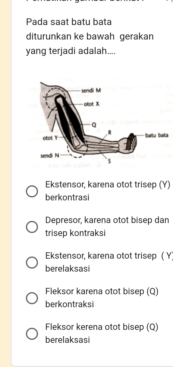 Pada saat batu bata
diturunkan ke bawah gerakan
yang terjadi adalah....
Ekstensor, karena otot trisep (Y)
berkontrasi
Depresor, karena otot bisep dan
trisep kontraksi
Ekstensor, karena otot trisep ( Y)
berelaksasi
Fleksor karena otot bisep (Q)
berkontraksi
Fleksor kerena otot bisep (Q)
berelaksasi