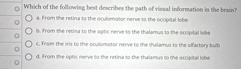 Which of the following best describes the path of visual information in the brain?
a. From the retina to the oculomotor nerve to the occipital lobe
b. From the retina to the optic nerve to the thalamus to the occipital lobe
c. From the iris to the oculomotor nerve to the thalamus to the olfactory bulb
d. From the optic nerve to the retina to the thalamus to the occipital lobe