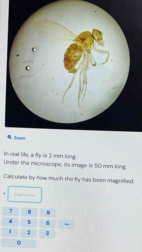 Solved: In real life, a fly is 2 mm long. Under the microscope, its ...