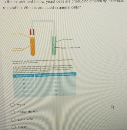 In the experiment below, yeast cells are producing ethanol by anaerobic
respiration. What is produced in animal cells?
Ah expedment win done on aaerbld respinstion in yeast. The way the experment 4gs str up is sQan in the Begran
Unilike animat cefs, yeasr pats produce carbon disade during ansergoic rscinson
The cartion soide turs the lime water coudy, and the tima takenfor it ta us cbudy
e usac to measure respinatie . The seersent was caned out as rfeee .
Water
Carbon dioxide
Lactic acid
Oxygen