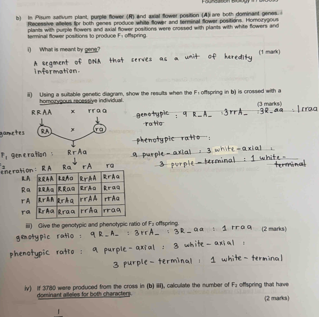 Foundation Biblogy 1 7 B1O 
b) In Pisum sativum plant, purple flower (R) and axial flower position (A) are both dominant genes. 
Recessive alleles for both genes produce white flower and terminal flower positions. Homozygous 
plants with purple flowers and axial flower positions were crossed with plants with white flowers and 
terminal flower positions to produce F_1 offspring. 
i) What is meant by gene? 
(1 mark) 
ii) Using a suitable genetic diagram, show the results when the F_1 offspring in b) is crossed with a 
homozygous recessive individual. 
(3 marks) 
F1 
iii) Give the genotypic and phenotypic ratio of F_2 offspring. 
(2 marks) 
iv) If 3780 were produced from the cross in (b) iii), calculate the number of F_2 offspring that have 
dominant alleles for both characters. 
(2 marks)