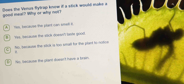 Does the Venus flytrap know if a stick would make a
good meal? Why or why not?
A) Yes, because the plant can smell it.
B Yes, because the stick doesn't taste good.
C No, because the stick is too small for the plant to notice
it.
D No, because the plant doesn't have a brain.