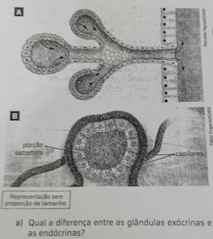 pr 
a) Qual a diferença entre as glândulas exócrinas e 
as endócrinas?