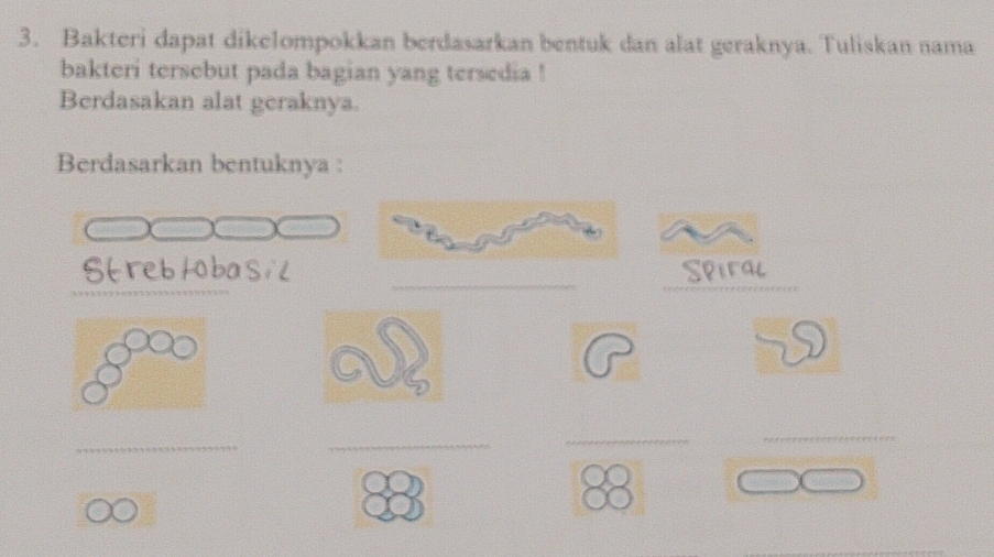 Bakteri dapat dikelompokkan berdasarkan bentuk dan alat geraknya. Tuliskan nama 
bakteri tersebut pada bagian yang tersedia ! 
Berdasakan alat geraknya. 
Berdasarkan bentuknya : 
_ 
_ 
Streblobasil Spiral 
D 
_ 
_ 
_ 
_ 
88