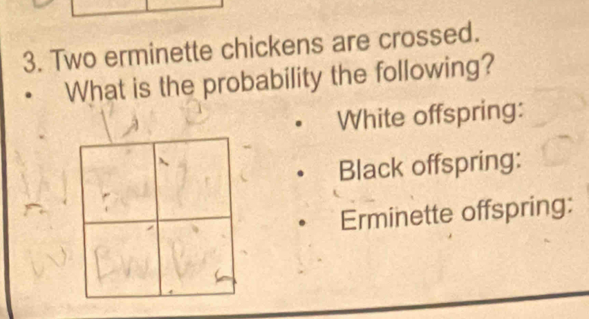 Two erminette chickens are crossed. 
What is the probability the following? 
White offspring: 
Black offspring: 
Erminette offspring: