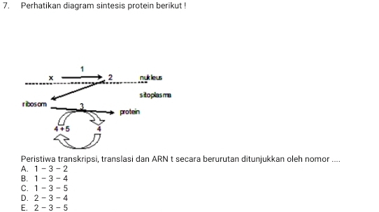 Perhatikan diagram sintesis protein berikut !
Peristiwa transkripsi, translasi dan ARN t secara berurutan ditunjukkan oleh nomor ....
A. 1-3-2
B. 1 - 3 - 4
C. 1-3-5
D. 2- − 3 − ∠
E. 2-3-5