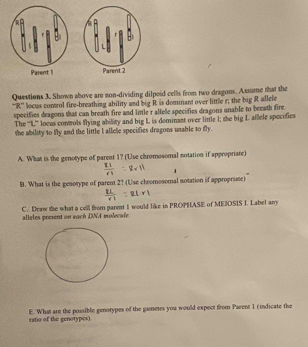 Shown above are non-dividing dilpoid cells from two dragons. Assume that the 
“R” locus control fire-breathing ability and big R is dominant over little r; the big R allele 
specifies dragons that can breath fire and little r allele specifies dragons unable to breath fire 
The “L” locus controls flying ability and big L is dominant over little l; the big L allele specifies 
the ability to fly and the little l allele specifies dragons unable to fly. 
A. What is the genotype of parent 1? (Use chromosomal notation if appropriate) 
B. What is the genotype of parent 2? (Use chromosomal notation if appropriate) 
C. Draw the what a cell from parent 1 would like in PROPHASE of MEIOSIS I. Label any 
alleles present on each DNA molecule. 
E. What are the possible genotypes of the gametes you would expect from Parent 1 (indicate the 
ratio of the genotypes).