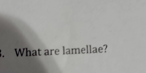 What are lamellae?