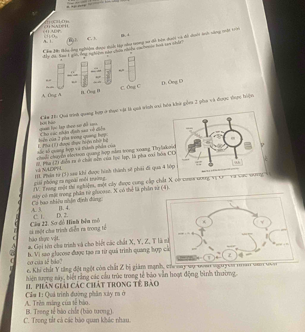 Tran đài ch  v 
B. Sội dụng Sự chuy ến hòn năm 
(2) (CH₂O)n.
(3) NADPH
(4) ADP.
(5) ( )_2
A. 1. B 2. C. 3. D. 4
Cầu 20: Bốn ống nghiệm được thiết lập như trong sơ đồ bên dưới và để dưới ánh sáng mật trời
đây đu. Sau 1 giờ, ông nghiệm nào chứa nhiều cacbonic hoà tan nhất?
。
C
Că
Chúy sinh thờt vính n,O
11,0
u.o u,o Ủe sẽn
Oc sãn
A. Ông A B. Ông B C. Ông C D. Ông D
Câu 21: Quá trình quang hợp ở thực vật là quá trình oxi hóa khử gồm 2 pha và được thực hiện
bởi bào
quan lục lạp theo sơ đồ sau.
Cho các nhận định sau về diễn
biển của 2 pha trong quang hợp:
I. Pha (1) được thực hiện nhờ hệ
sắc tố quang hợp và thành phần của
chuỗi chuyển electron quang hợp nằm trong xoang Thylak
II. Pha (2) diễn ra ở chất nền của lục lạp, là pha oxi hóa 
và NADPH.
III. Phân tử (5) sau khi được hình thành sẽ phải đi qua 4 
giải phóng ra ngoài môi trường. 
IV. Trong một thí nghiệm, một cây được cung cấp chất X có c
này có mặt trong phân tử glucose. X có thể là phân tử (4).
Có bao nhiêu nhận định đúng:
A. 3. B. 4.
C. 1. D. 2.
Câu 22. Sơ đồ Hình bên mô
tà một chu trình diễn ra trong tế
a bào thực vật.
a. Gọi tên chu trình và cho biết các chất X, Y, Z, T l
a b. Vì sao glucose được tạo ra từ quá trình quang hợp
cơ của tế bào? 
U c. Khi chất Y tăng đột ngột còn chất Z bị giảm mạnh, em nay đự đoàn nguyên n
hiện tượng này, biết rằng các cấu trúc trong tế bảo vẫn hoạt động bình thường.
II. pHâN GiảI CáC CháT tRONG TÊ Bào
Cầu 1: Quá trình đường phân xảy ra ở
A. Trên màng của tế bào.
B. Trong tế bào chất (bào tương).
C. Trong tất cả các bào quan khác nhau.